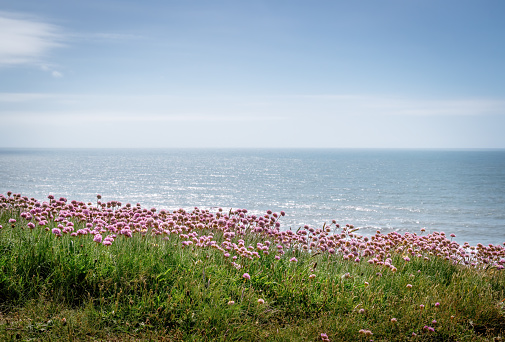 View from the coast path in north Devon, England, UK. With Armeria maritima flowers aka Sea Thrift. English Channel behind.