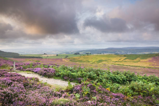 istock The Simonside Hills above Rothbury with heather in full bloom on a stormy evening 1267538202