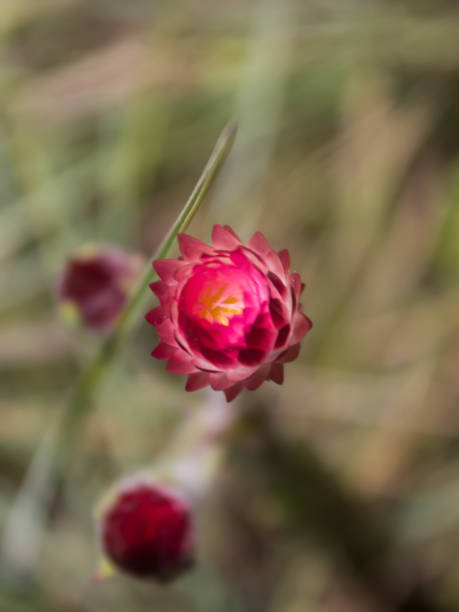 Pink everlasting bud starting to open A Pink everlasting, helichrysum Adenocarpum, bud starting to open, with the background out of focus drakensberg flower mountain south africa stock pictures, royalty-free photos & images