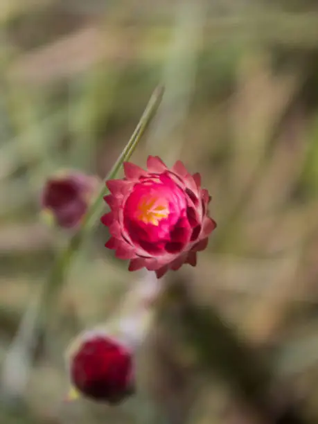 A Pink everlasting, helichrysum Adenocarpum, bud starting to open, with the background out of focus