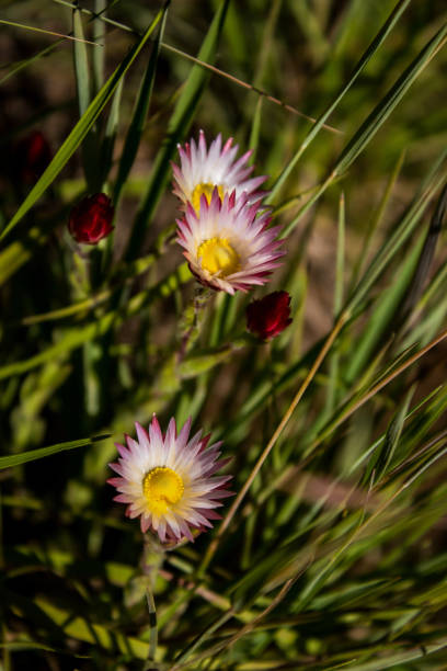Three rose-pink everlastings Three fragile rose-pink everlastings, Helichrysum Vernum, in the afroalpine grassland of the Drakensberg Mountains, South Africa drakensberg flower mountain south africa stock pictures, royalty-free photos & images