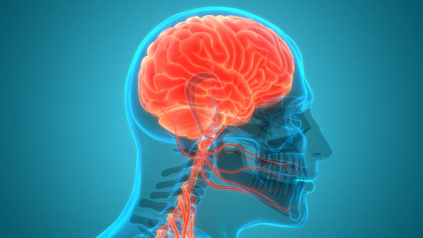 istock Central Organ of Human Nervous System Brain Anatomy 1267540176