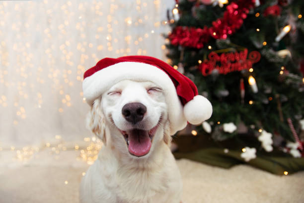 glücklicher welpen hund feiert weihnachten mit einem roten santa claus hut und lächelnden ausdruck. - christbaumkugel fotos stock-fotos und bilder