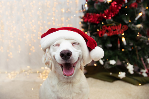 Happy puppy dog celebrating christmas with a red santa claus hat and smiling expression.
