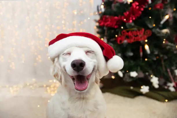 Photo of Happy puppy dog celebrating christmas with a red santa claus hat and smiling expression.