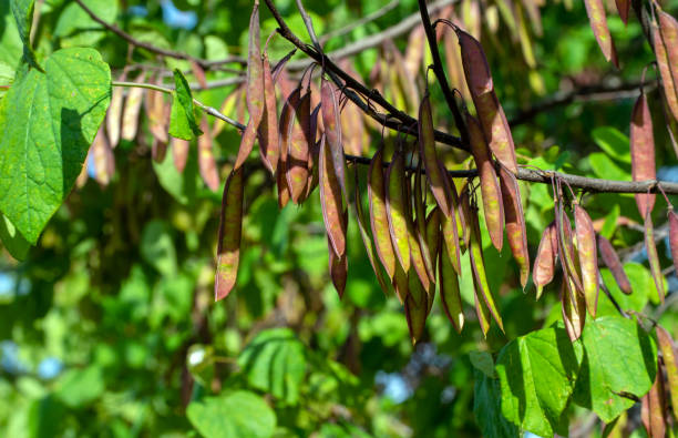 istock Eastern Redbud pea pods close up view in Missouri. 1267541585