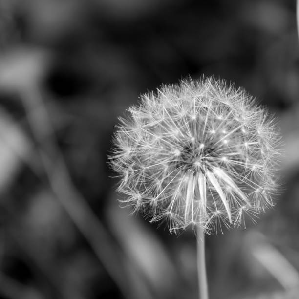 istock Dandelion Fluff in Monocrome 1267542301