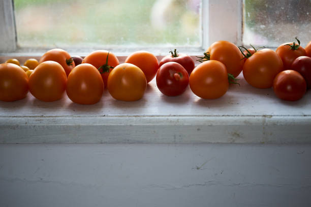 Fresh picked tomatoes on the white window sill. Close up.