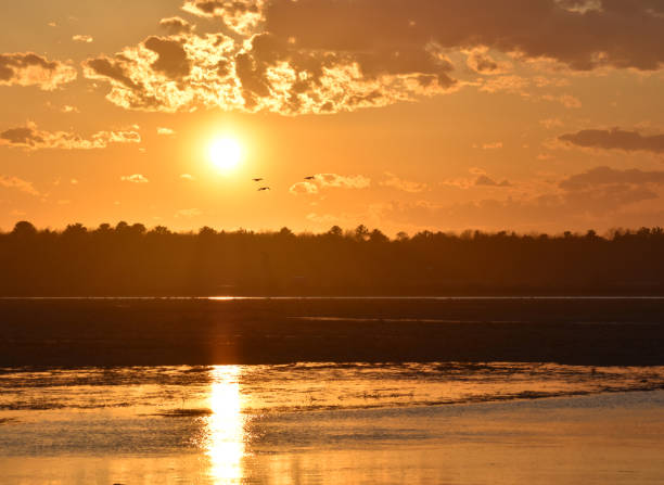 Seagulls flying over the Scarborough Marsh in Maine at sunset.