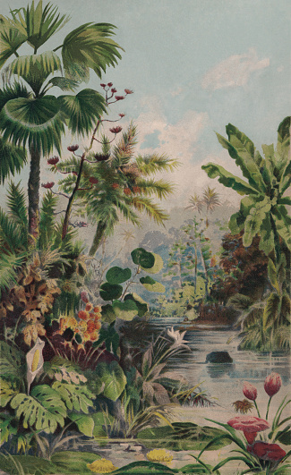 Jungle landscape with palm trees, plants, and flowers. Chromolithograph, published in 1895.