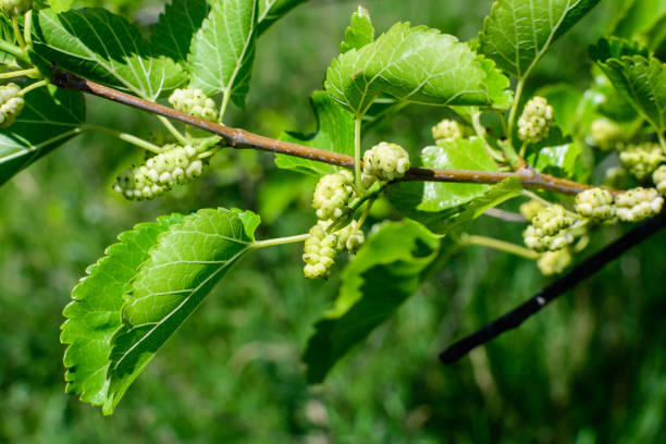 istock Small wild pink and white mulberries with tree branches and green leaves, also known as Morus tree, in a summer garden in a cloudy day, natural background with organic healthy food 1267545072