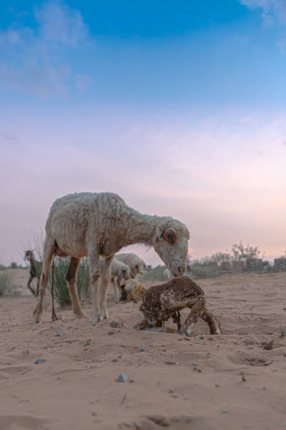 어머니와 함께 태어난 새 양고기 - livestock rural scene newborn animal ewe 뉴스 사진 이미지