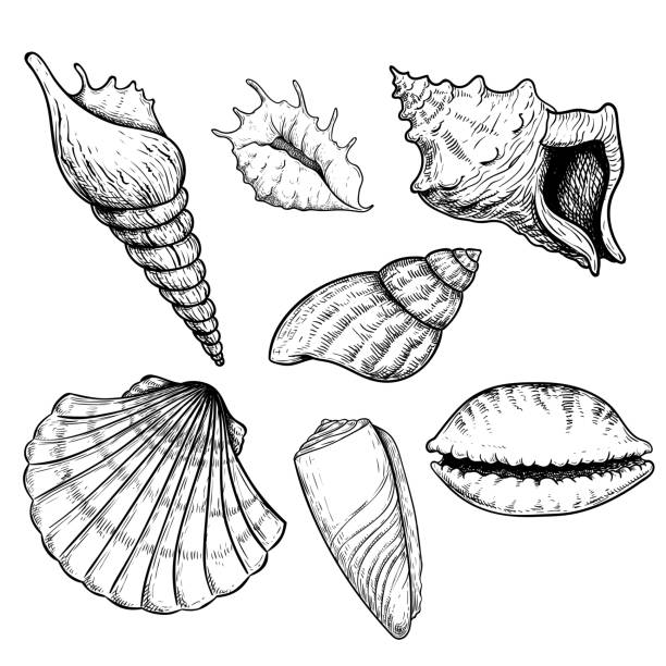 Sea shells sketch set. Hand drawn vector drawing of different types sea and ocean shells. Vector illustrations collection isolated on white background. Sea shells sketch set. Hand drawn vector drawing of different types sea and ocean shells. Vector illustrations collection isolated on white background. crustacean stock illustrations