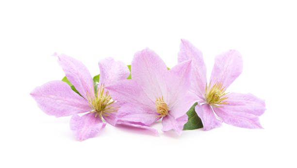 istock Purple clematis with green leaves. 1267546136