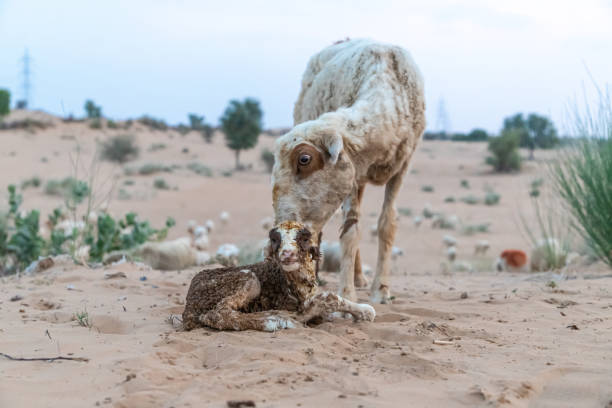 istock new born lamb with its mother 1267546841