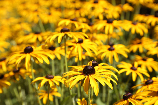 istock Vibrant Rudbeckia flowers, for backgrounds or textures 1267548457
