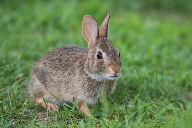 istock Adorable young Eastern Cottontail Rabbit closeup in green grass 1267548824