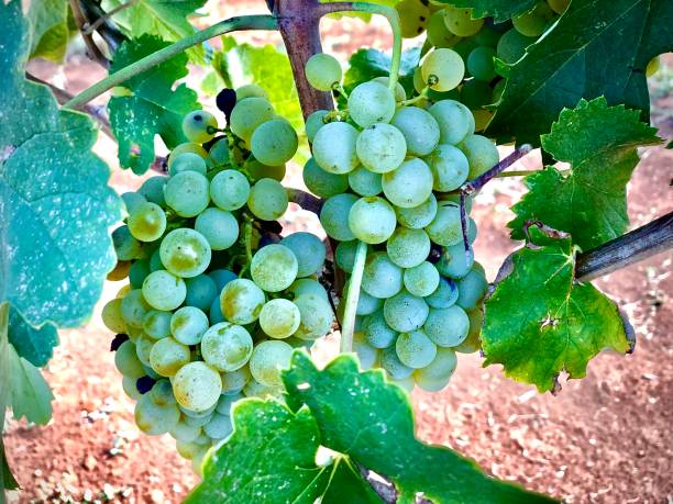 chardonnay raisins plus bas dans la rangée - chardonnay grape focus on foreground france western europe photos et images de collection