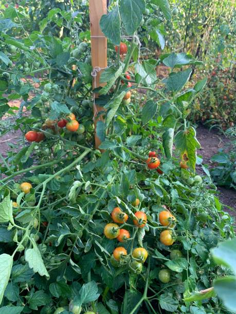 istock Cherry Tomatoes in Urban Garden 1267551369