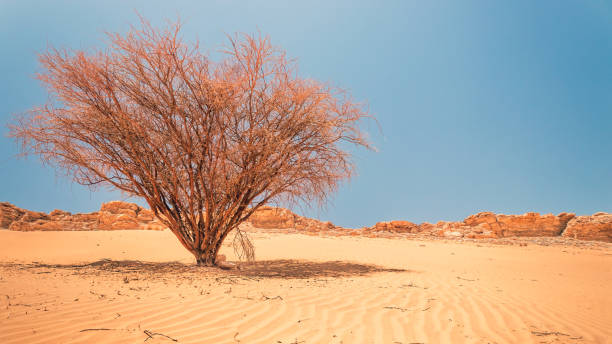 istock The tree is among the sand in a barren desert 1267551407