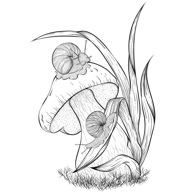 ślimaki pełzające na grzybach - snail isolated white white background stock illustrations