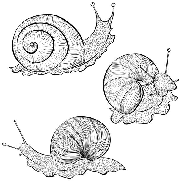 illustrations, cliparts, dessins animés et icônes de ensemble d’escargots de jardin - snail white background isolated on white garden snail