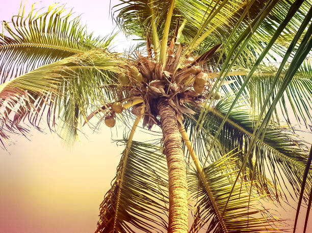 istock Retro toning Palms trees on sandy island in the Caribbean . 1267551861