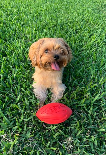 istock Football Time 1267551886