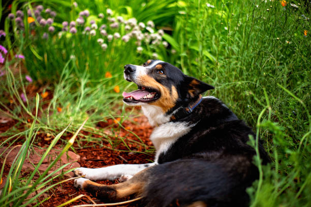 istock Dog in garden 1267552810