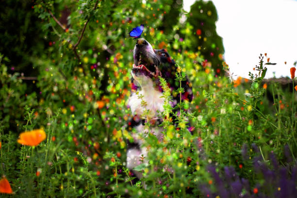 Dog outside in the garden