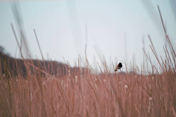 istock Red-winged Blackbird Among Cattails 1267552967
