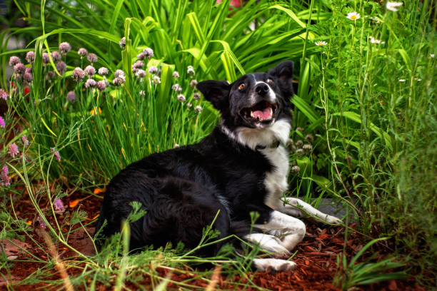 istock Dog in garden 1267553086