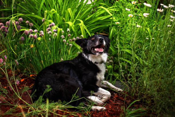istock Dog in garden 1267553089