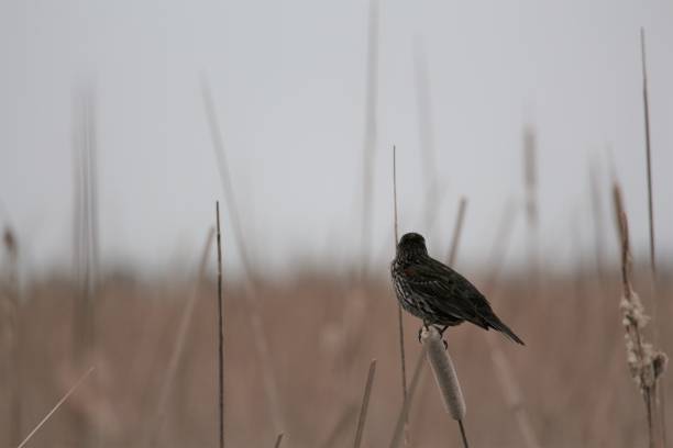 istock Redwing Bird on Cattail 1267553460