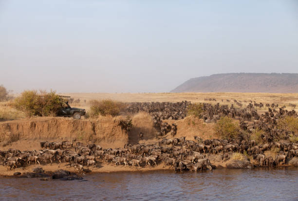 istock The wildebeest are also called as Gnu, these are even-hooved (ungulate) mammal 1267557289
