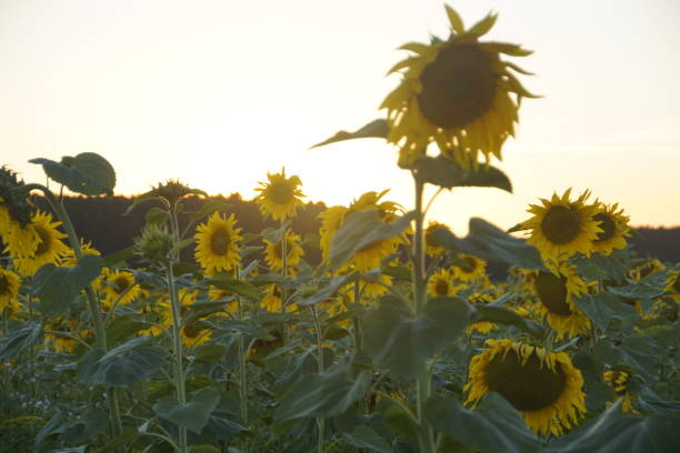 istock Sunflower blossom in the sunlight 1267557949
