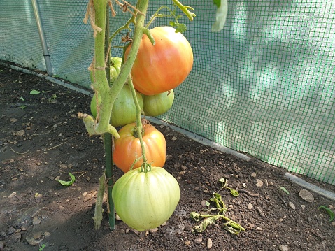 Ripening tomatoes in a greenhouse