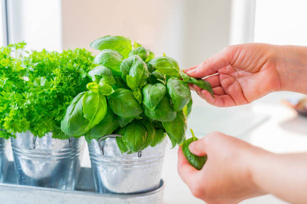 fermez la main de la femme ramassant des feuilles de verdure de basilic. jardinage à la maison sur la cuisine. pots d’herbes au basilic, persil et thym. plantation à domicile et culture de nourriture. mode de vie durable, aliments à base de plantes - basil herb plant organic photos et images de collection