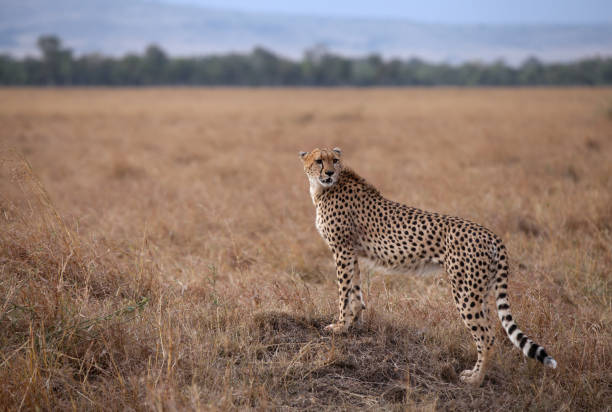 istock Cheetah is a big cat also know as the hunting leopard 1267558652