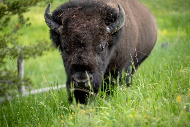 istock Bison in Yellowstone National Park 1267559591
