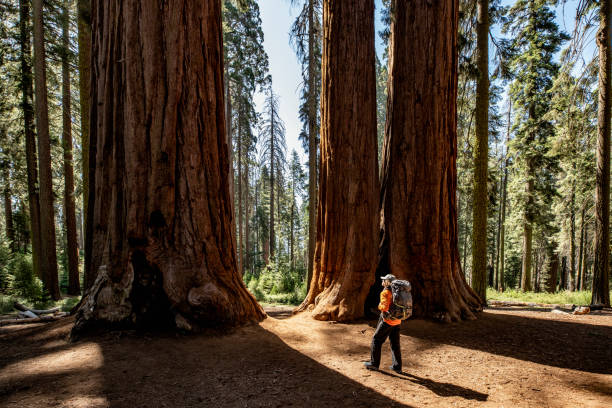 istock Hiking in Sequoia National Park 1267559630