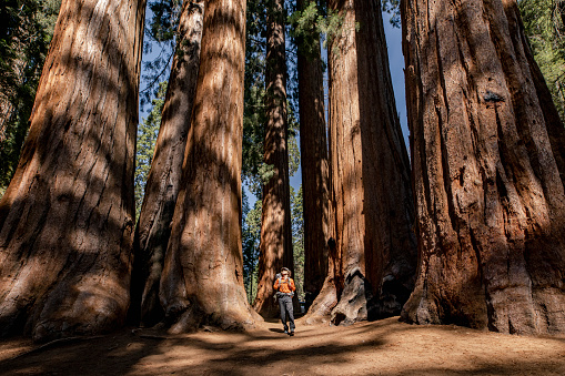 Backpacker hiking in between Sequoia trees in the Sequoia National Park, Sierra Nevada mountains, California, U.S.