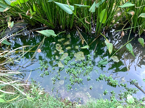 Beauty in nature: grass growing in a wetland with shades of blue, brown and maroon in the water.