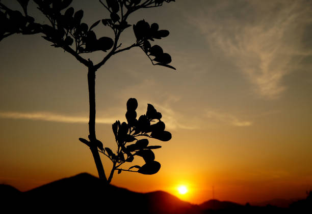 istock silhouette of a tree at sunset 1267563409