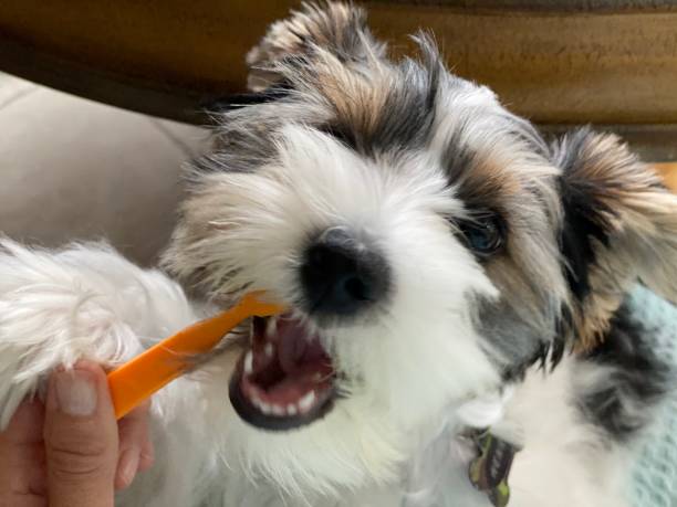 Puppy and Toothbrush Brushing Teeth brushing photos stock pictures, royalty-free photos & images