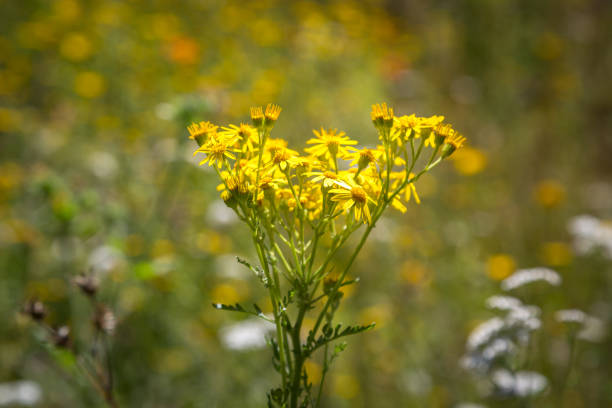 istock Vibrant Yellow Ragworts in Summer 1267564871