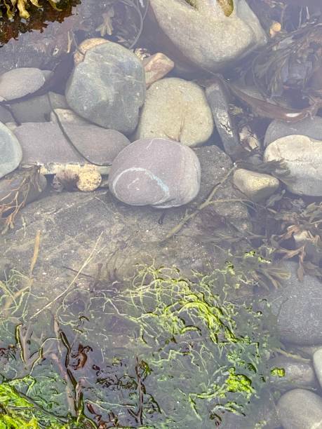 istock Rock Surface- Kennebunkport Maine 1267564929