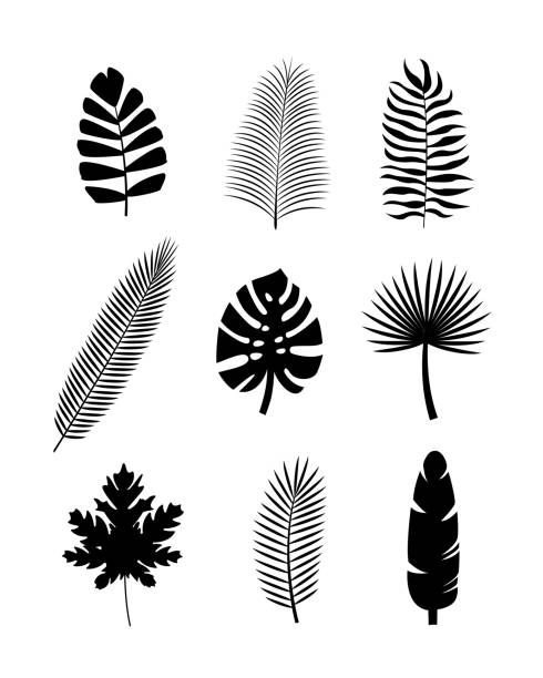 ustaw czarne tropikalne sylwetki liści palmowych. monstera, kokos, banan, mango, chamaedorea. ilustracja wektorowa na białym tle - pattern coconut palm tree frond textile stock illustrations