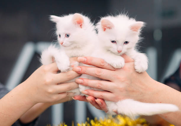 Exhibition or fair cats. Cats in the cage