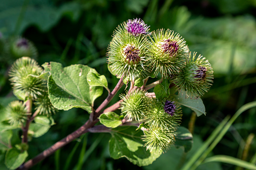 A burdock plant in the summer sunshine, with a shallow depth of field